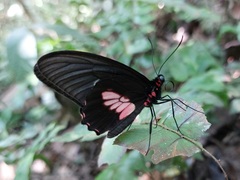 Parides eurimedes