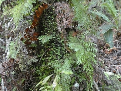 Hymenophyllum bivalve image