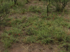 Prosopis humilis