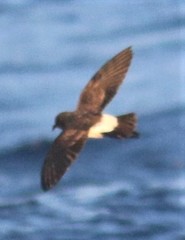 Fregetta grallaria