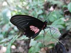 Parides eurimedes
