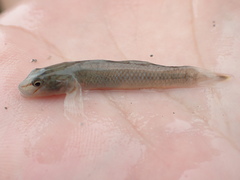 Rhinogobius candidianus