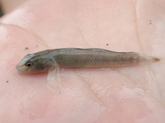 Rhinogobius candidianus