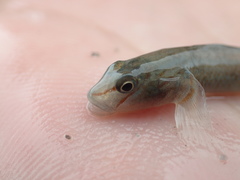 Rhinogobius candidianus