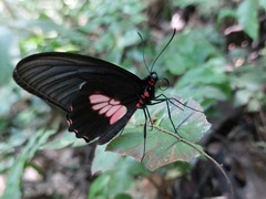 Parides eurimedes