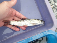 Spinibarbus hollandi