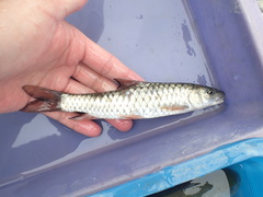 Spinibarbus hollandi