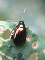Psylliodes brettinghami