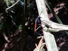 Protomydas rubidapex