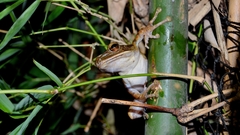 Polypedates leucomystax