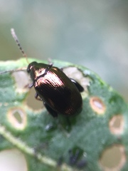 Psylliodes brettinghami