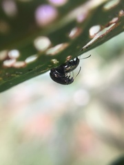 Psylliodes brettinghami