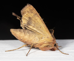 Autographa bimaculata