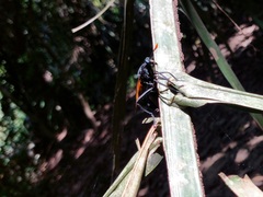 Protomydas rubidapex