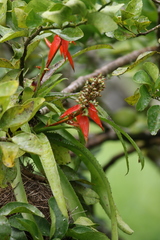 Aechmea mertensii