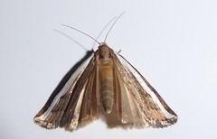 Orocrambus flexuosellus