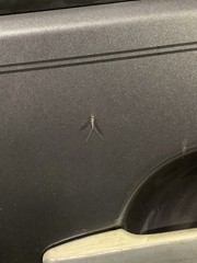 Ephemeroptera