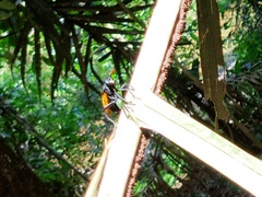 Protomydas rubidapex