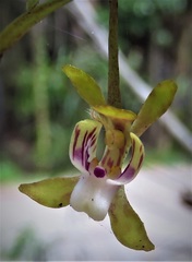 Sarcochilus australis
