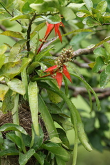 Aechmea mertensii