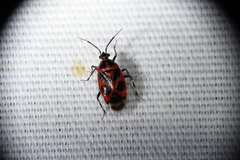 Deraeocoris histrio