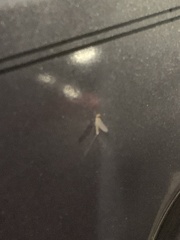 Ephemeroptera