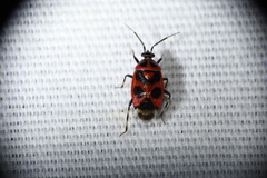 Deraeocoris histrio
