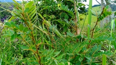 Machaerium nyctitans