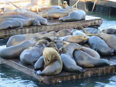 Zalophus californianus