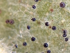 Phyllactinia betulae