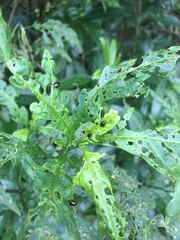 Psylliodes brettinghami