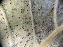 Phyllactinia betulae