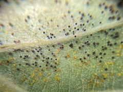 Phyllactinia betulae