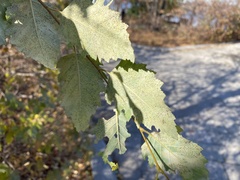 Phyllactinia betulae