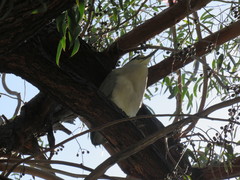 Nycticorax nycticorax