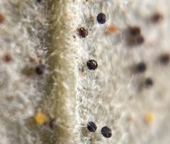 Phyllactinia betulae