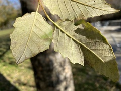 Phyllactinia betulae