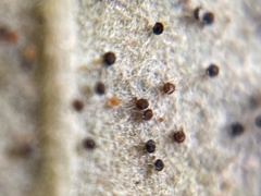 Phyllactinia betulae