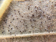 Phyllactinia betulae