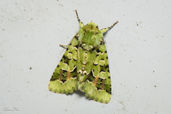 Diphtherocome pulchra