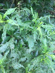 Psylliodes brettinghami