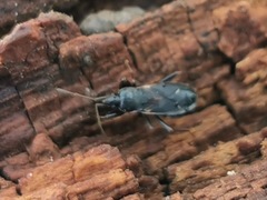 Eremocoris semicinctus