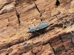 Eremocoris semicinctus