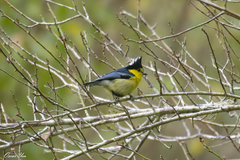 Machlolophus holsti