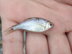 Paratanakia himantegus