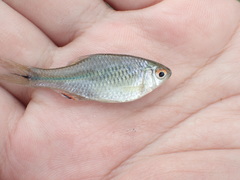 Paratanakia himantegus