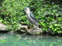 Nycticorax nycticorax