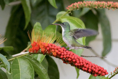 Chrysuronia leucogaster