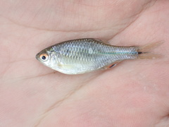 Paratanakia himantegus
