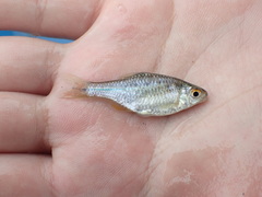 Paratanakia himantegus